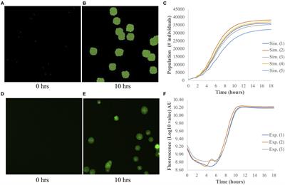 Application of Machine Learning Techniques to an Agent-Based Model of Pantoea